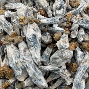malbec shrooms