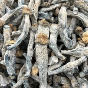 penis envy shrooms